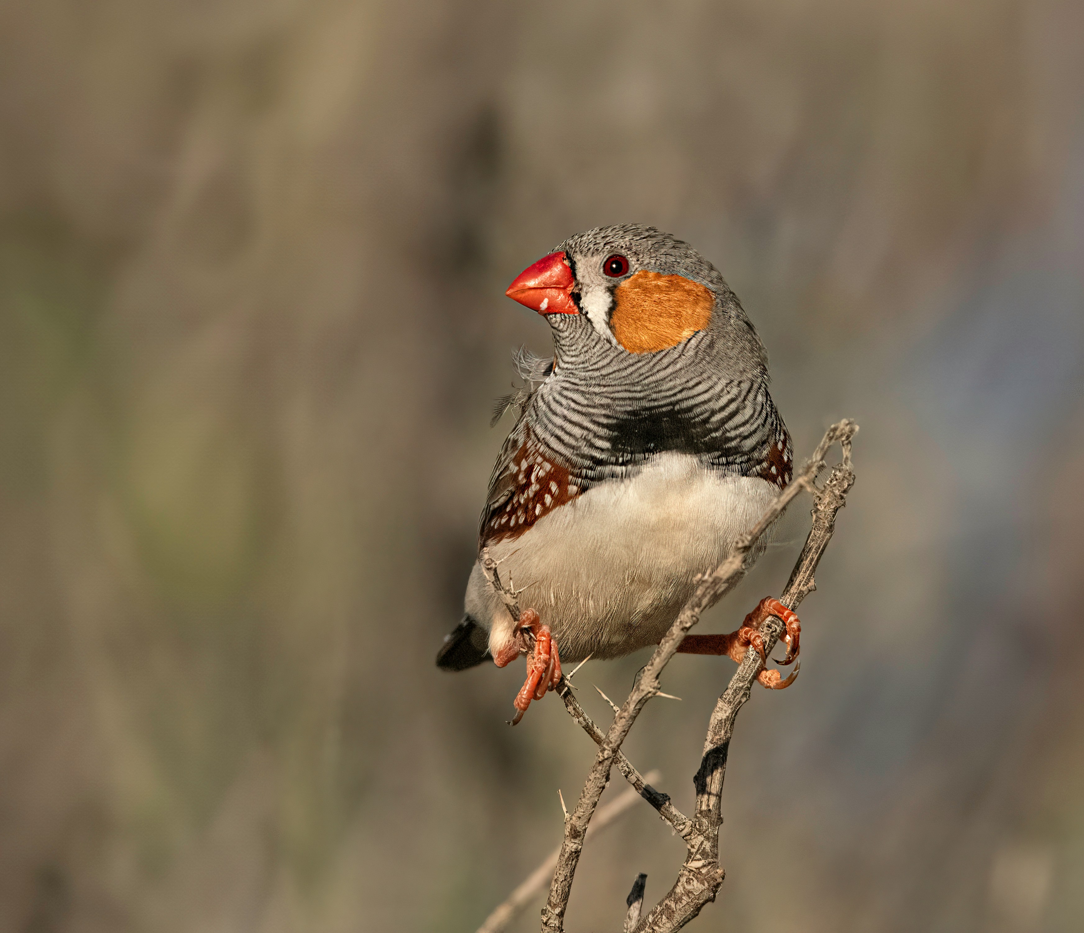 Featured bird